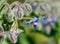 Borage flower