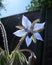 Borage Flower