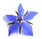 Borage flower