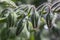 Borage Flower Pods - No Open Flowers