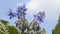 Borage flowers