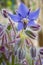 Borage flowers (Borago officinalis)