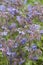Borage flowers (Borago officinalis)