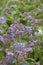 Borage flowers (Borago officinalis)