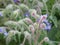 Borage Flowers in a Garden