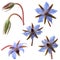 Borage flowers (starflower)