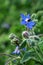 Borage, healing herb and honey plant