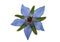 borage isolated