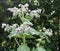 Borage officinalis blue flower in a garden.Borago officinalis, also known as a starflower, is an annual herb in the flowering plan