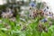 Borage officinalis Rare Blue Flower