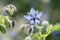 Borage plant with blossom. edible garden herb