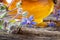 Borage plant with borage oil in the background