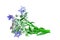 Borage on white background. Borage green plant with blue flowers Borago officinalis