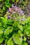 Borago a fragrant grass for salad