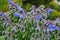 Borago a fragrant grass for salad