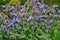 Borago a fragrant grass for salad