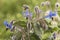 Borago officinalis borage green leaves with hairy deep blue flowers with purple stamens approximation and details