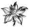 Borago, Officinalis, common, borage, flower vintage illustration
