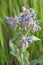 Borago officinalis Flowering borage in the meadow