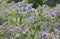 Borago Officinalis Plant