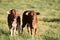 Boran beef cattle calves