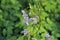 Borango officinalis - blue borage flower and buds aginst a green background