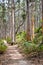 Boranup Forest Path in the Karri Trees