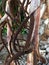 Borassus Aethiopum- Male tree with flower