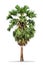 Borassus flabellifer asian palmyra palm, sugar pal
