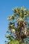 Borassus Flabellifer or Palmyra Palm Tree in Asia