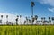 Borassus flabellifer, Rice fields