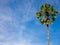 Borassus flabellifer tall tropical tree on Phuket Thailand blue sky background