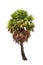 Borassus flabellifer, tropical palm tree isolated