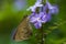 Borbo cinnara (Hesperiidae) Butterfly 0n flower