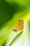 borbo cinnara (Hesperiidae) Butterfly on green leaf
