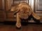 Bordeaux Dog Puppy - French Mastiff - Eight Weeks