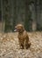 Bordeaux Mastiff in autumn park.