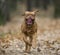 Bordeaux Mastiff runs in the autumn park. Funny picture.