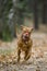 Bordeaux Mastiff runs in the autumn park. Funny picture.