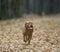 Bordeaux Mastiff runs in the autumn park. Funny picture.