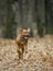 Bordeaux Mastiff runs in the autumn park. Funny picture.