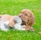 Bordeaux puppy dog kisses kitten on green grass