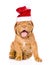 Bordeaux puppy dog in red christmas hat sitting in front. isolated on white
