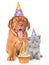 Bordeaux puppy dog and scottish kitten with birthday hats and ca