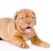 Bordeaux puppy dog. on white background