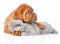 Bordeaux puppy hugs sleeping cat. isolated on white background