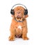 Bordeaux puppy listening to music on headphones. isolated