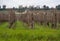 Bordeaux vineyards. Vineyards and hills in autumn.