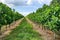 Bordeaux Wineyard at Sunset-Grapes