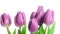 Border of beautiful purple spring tulips